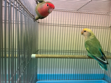 コザクラインコ