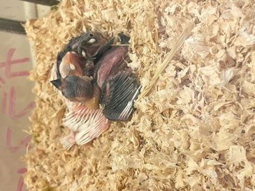 文鳥(ヒナ)