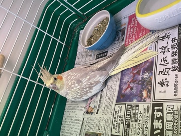 オカメインコ