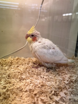 白オカメインコ（ヒナ）