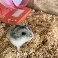 ペットアミ周船寺店