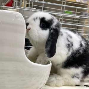 ホーランドロップイヤー