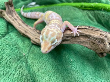 ヒョウモントカゲモドキ