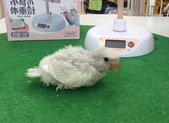 手乗りコザクラインコ（パステル）