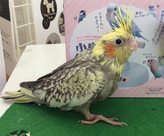 オカメインコ