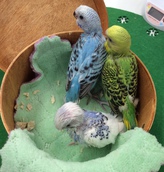 手乗りセキセイインコ