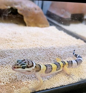ヒョウモントカゲモドキハイイエロー