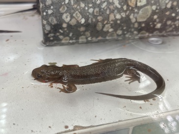 アカハライモリ