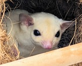 フクロモモンガ（リューシ）(ペットアミ周船寺店)
