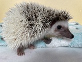 ハリネズミパイド