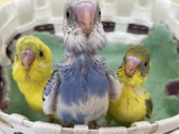 手乗りセキセイインコ