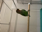 小桜インコ