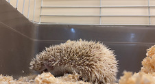 ハリネズミ