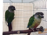 ウロコインコ（ワキコガネ♀、ホオミドリ♂）