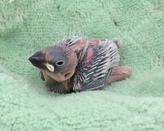 シルバー文鳥