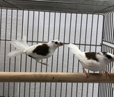 十姉妹