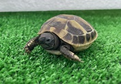 ヘルマンリクガメ