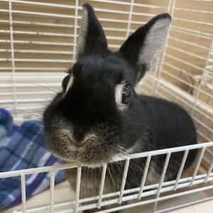ネザーランドドワーフ