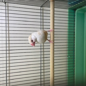 シナモン文鳥（ペットアミ周船寺店）