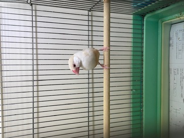 シナモン文鳥（ペットアミ周船寺店）