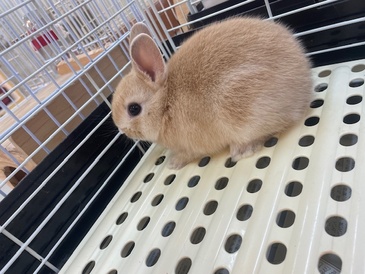 ネザーランドドワーフ