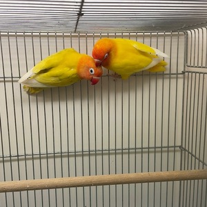 ボタンインコ（ヤマブキ・ルチノー）（ペットアミ周船寺店）