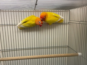 ボタンインコ（ヤマブキ・ルチノー）（ペットアミ周船寺店）