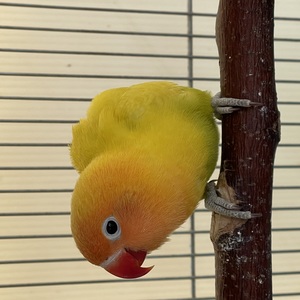 ボタンインコ(イエロー)