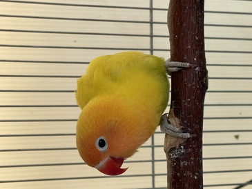 ボタンインコ(イエロー)
