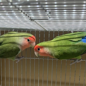 ジャンボ系　コザクラインコ（ペットアミ伊万里店）