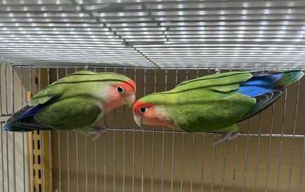 ジャンボ系　コザクラインコ（ペットアミ伊万里店）