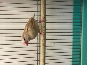 シナモン文鳥（ペットアミ周船寺店）