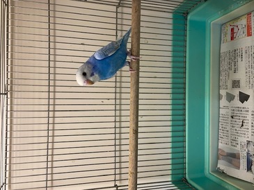 セキセイインコ（ペットアミ周船寺店）