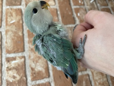コザクラインコ（シーグリーン）