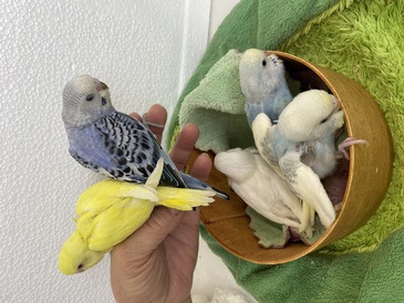 セキセイインコ