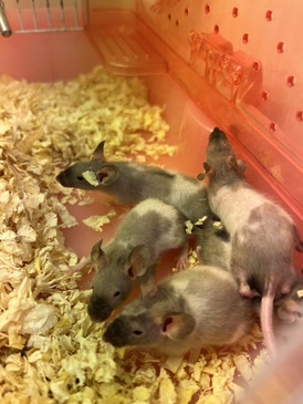 スキニーマウス（ペットアミ周船寺店）