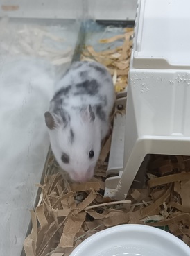 ダルメシアンハムスター