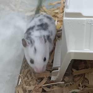 ダルメシアンハムスター