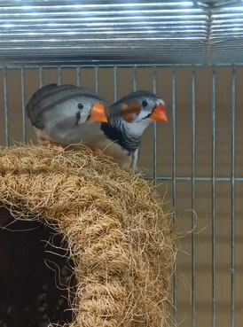 キンカチョウ　ペア