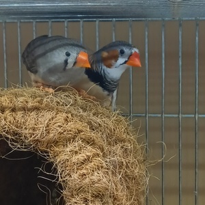 キンカチョウ　ペア
