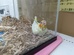 オカメインコ　ルチノ－