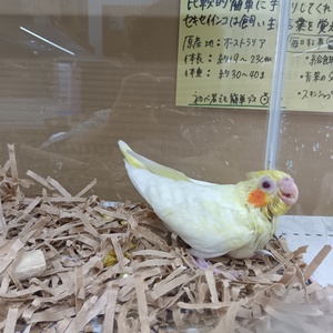 オカメインコ　ルチノ－