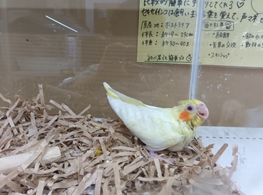 オカメインコ　ルチノ－