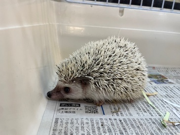 ハリネズミ（ペットアミ周船寺店）