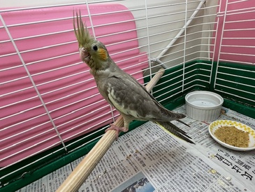 オカメインコ(ヒナ)(ペットアミ周船寺店)