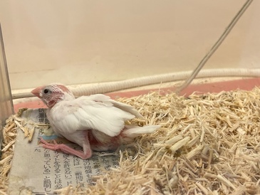 文鳥（ヒナ）（ペットアミ周船寺店）