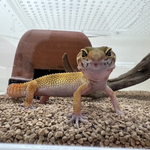 ヒョウモントカゲモドキ(ペットアミ周船寺店)