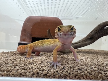 ヒョウモントカゲモドキ(ペットアミ周船寺店)