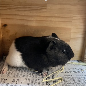 モルモット