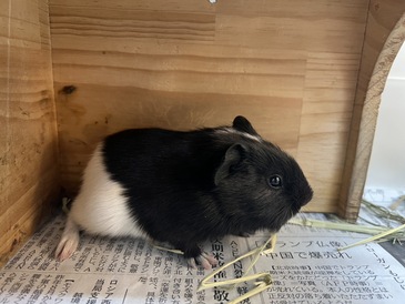 モルモット